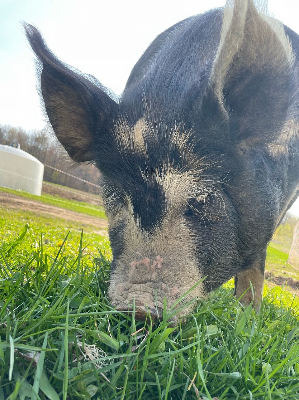 Notre truie nommée Stella qui broute l’herbe du printemps.