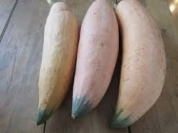 Courge Pink banana